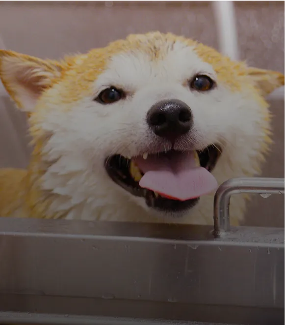 Bathing & Grooming Stations