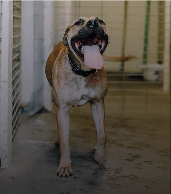 Kennels & Animal Housing